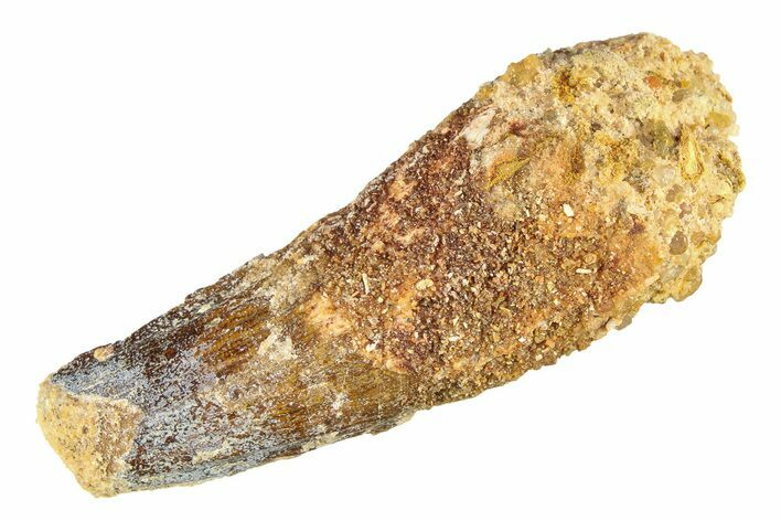 Bargain, Fossil Spinosaurus Tooth - Feeding Worn Tip #298164